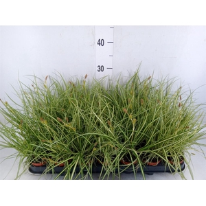 Carex hachijoensis 'Evergold'