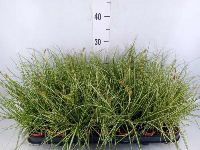 <h4>Carex hachijoensis 'Evergold'</h4>