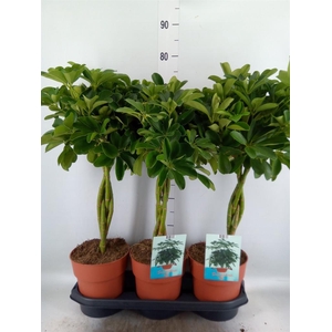 Schefflera arbor. 'Compacta'