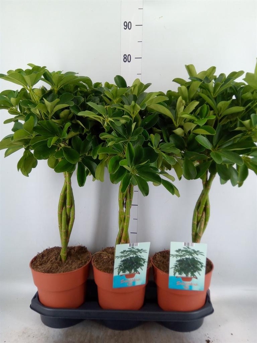 <h4>Schefflera arbor. 'Compacta'</h4>