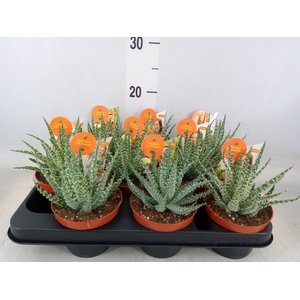 Aloe   ...