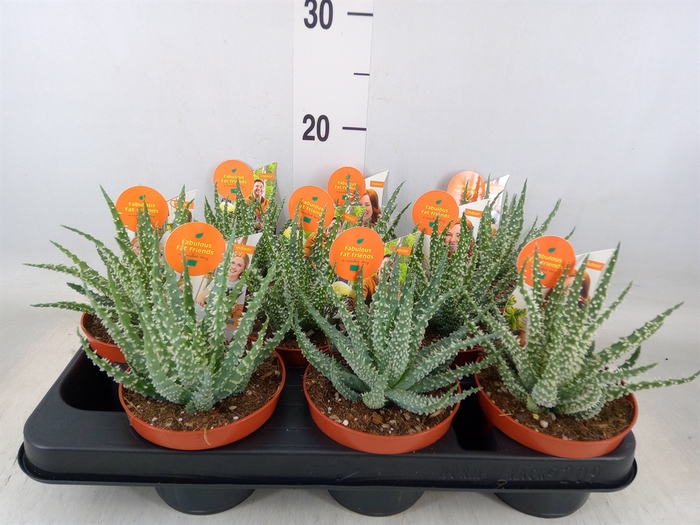 <h4>Aloe   ...</h4>