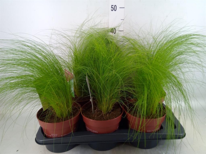 <h4>Stipa tenuifolia</h4>