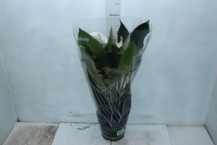 <h4>ANTHURIUM WHITE WINNER P17</h4>