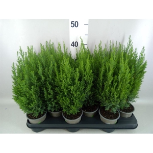 Chamaecyparis laws. 'Ellwoodii'