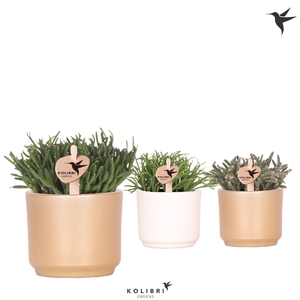 Kolibri Greens Rhipsalis mix in Simplicity pot mix