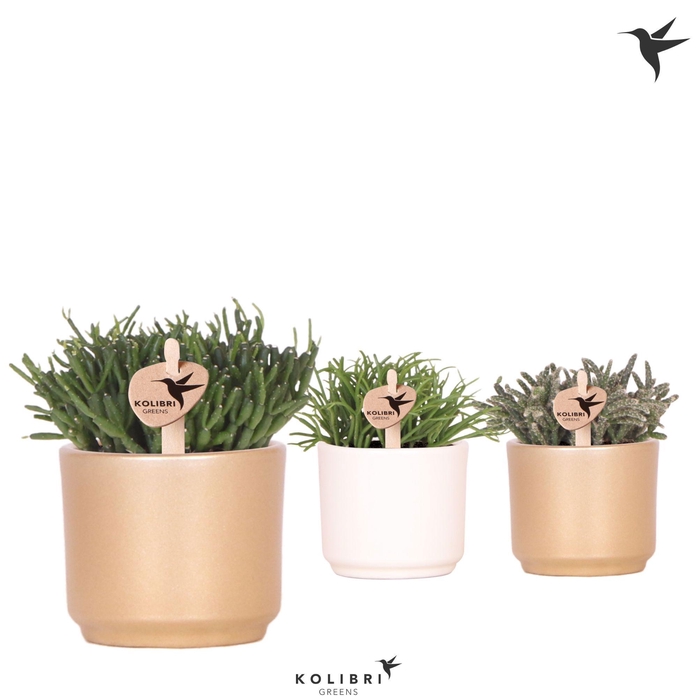 <h4>Kolibri Greens Rhipsalis mix in Simplicity pot mix</h4>