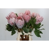 Protea Cynaroides