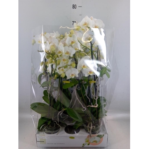 Phalaenopsis multi.   ...white