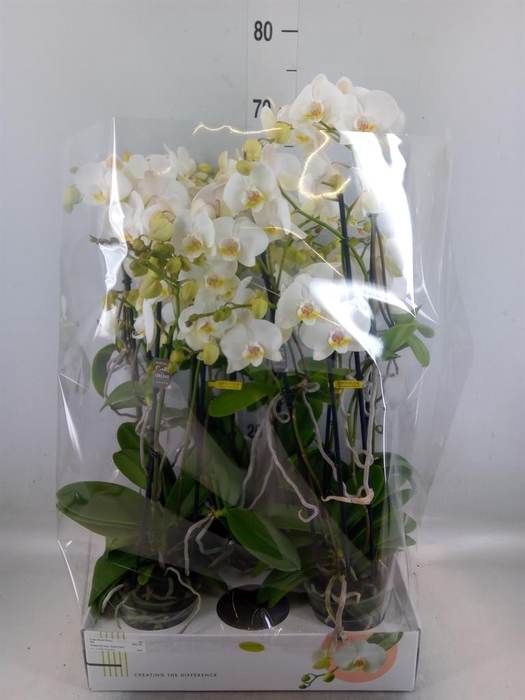 <h4>Phalaenopsis multi.   ...white</h4>
