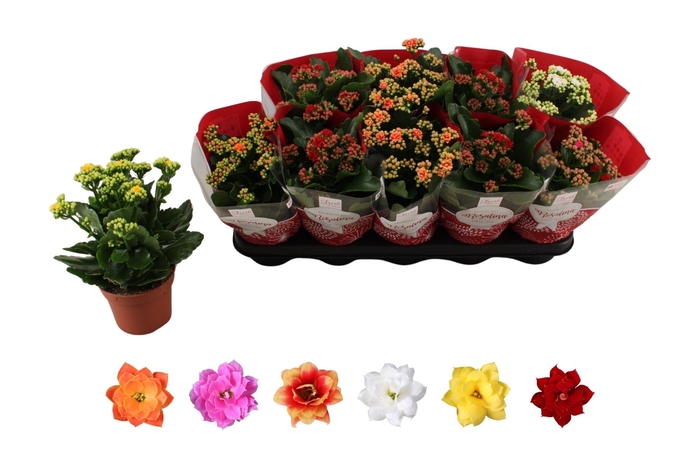 <h4>KAL GE RO GEM 6 KL</h4>