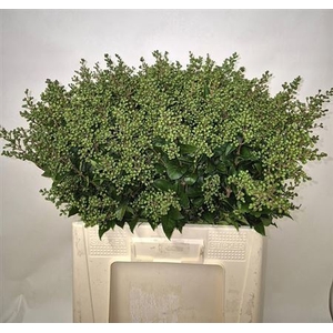 Ligustrum Ov Libelle Green