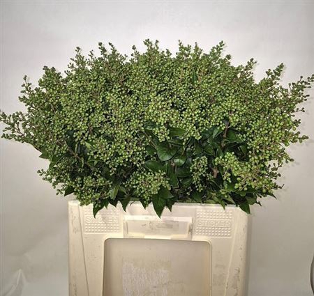 <h4>Ligustrum Ov Libelle Green</h4>