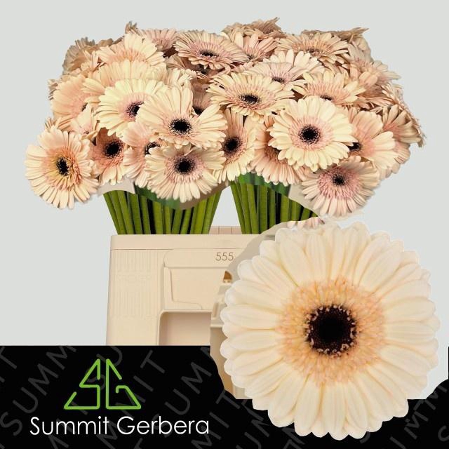 <h4>Ge Mi Espresso</h4>