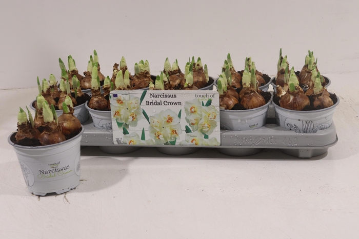 <h4>NARC D BRIDAL CROWN</h4>