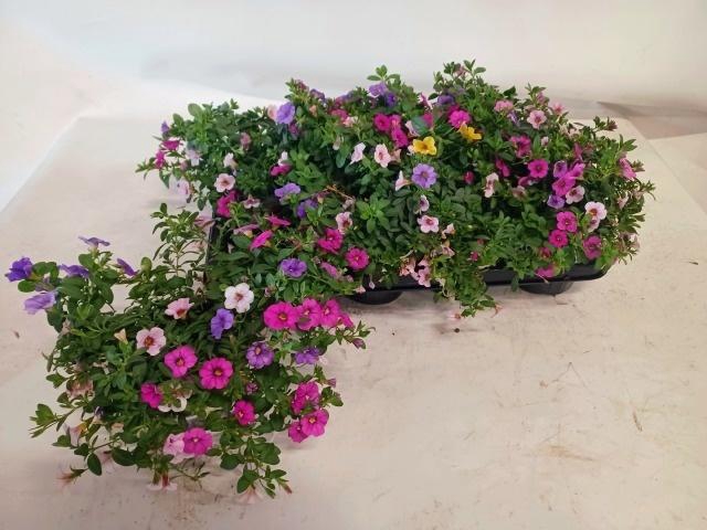 arr8 Calib Triob P Gem Pt