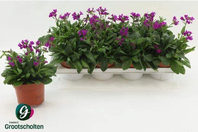 <h4>ARABIS C ROSEA</h4>