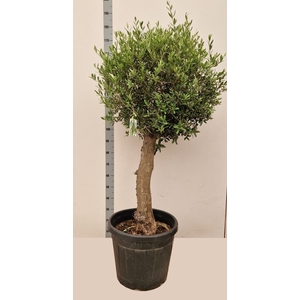 OLEA EUROPAEA