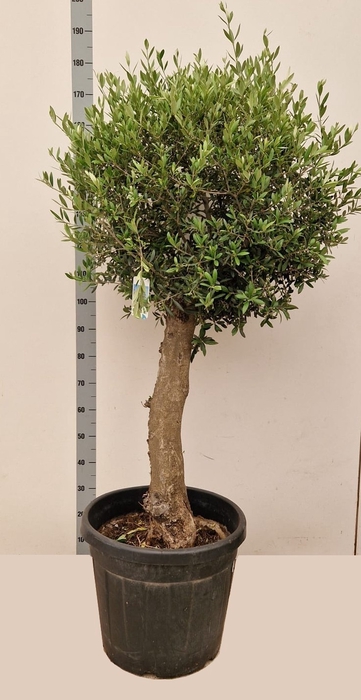 <h4>OLEA EUROPAEA</h4>
