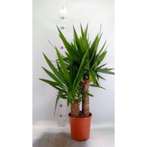 Yucca elephantipes   ...