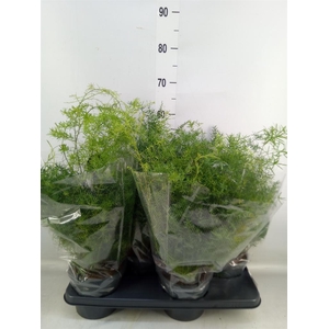 Asparagus dens. 'Sprengeri'