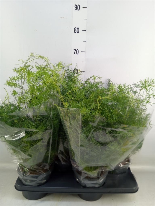 <h4>Asparagus dens. 'Sprengeri'</h4>