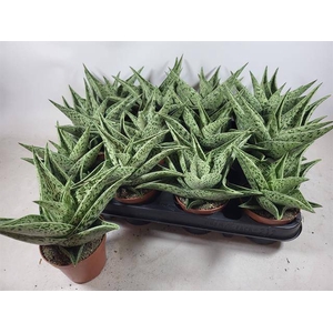 Aloe Variegata Tribal (Cites) 8,5Ø 10cm