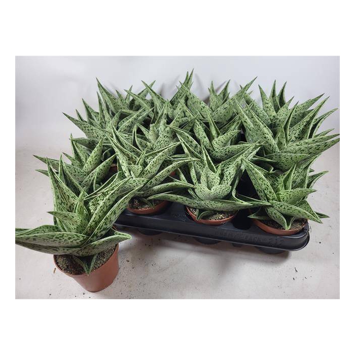 <h4>Aloe Variegata Tribal (Cites) 8,5Ø 10cm</h4>