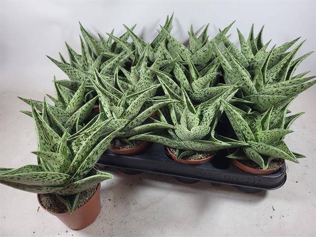 Aloe Variegata Tribal (Cites) 8,5Ø 10cm