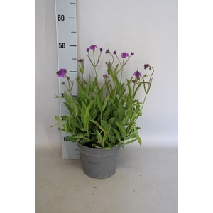 vaste planten 19 cm  Verbena venosa Rigida
