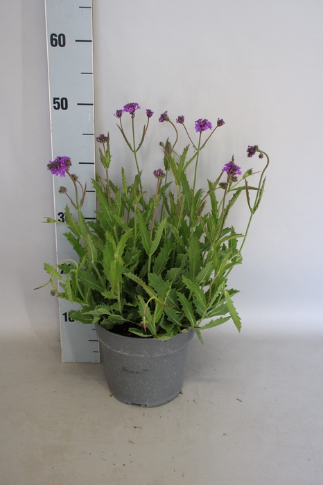 <h4>vaste planten 19 cm  Verbena venosa Rigida</h4>