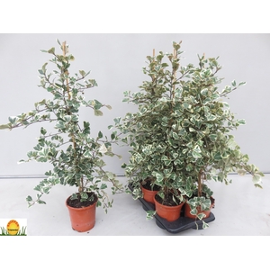 FIC NATAL SWEETHEART