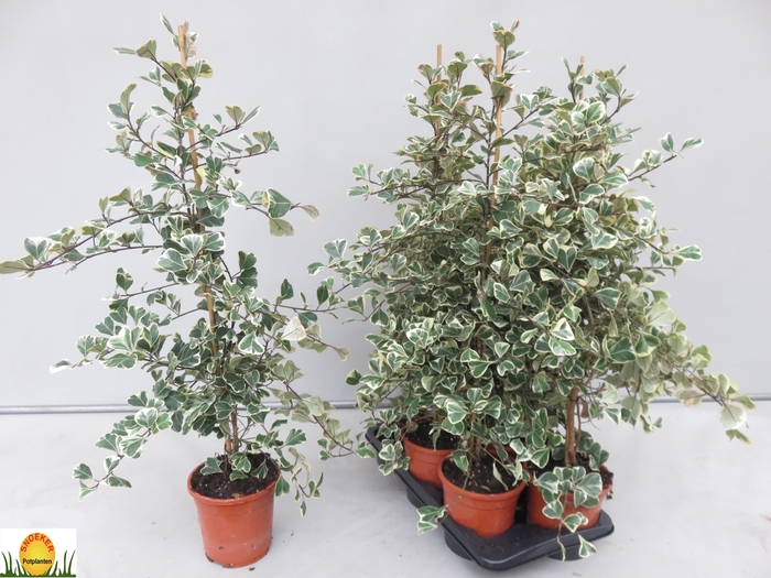 <h4>FIC NATAL SWEETHEART</h4>