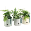 Arrangementen kamerplanten 6%