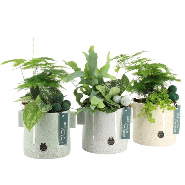 Arrangementen kamerplanten 6%