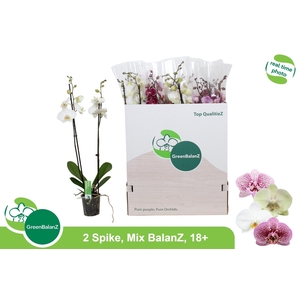 PHAL GEM