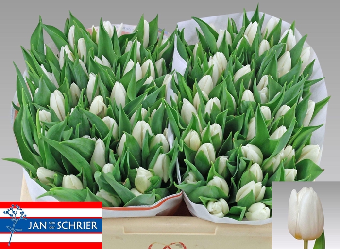 <h4>TU EN WHITE PRINCE</h4>