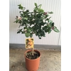 Citrus hystrix