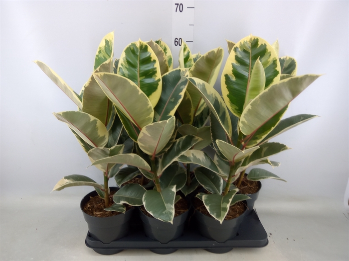 <h4>Ficus elastica 'Tineke'</h4>