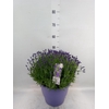 Lavandula angus. 'Essence Pure'