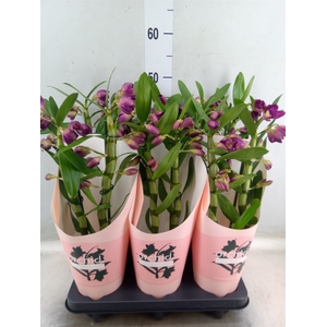 Dendrobium nob. 'StarCla Akatsuki'