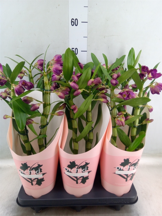 <h4>Dendrobium nob. 'StarCla Akatsuki'</h4>