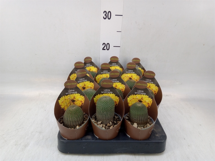 <h4>Cactus   ...</h4>