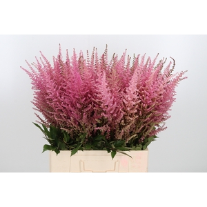 Astilbe Erika Roze