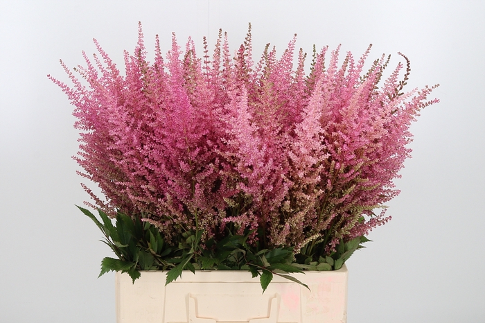 <h4>Astilbe Erika Roze</h4>