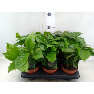 Coffea arabica