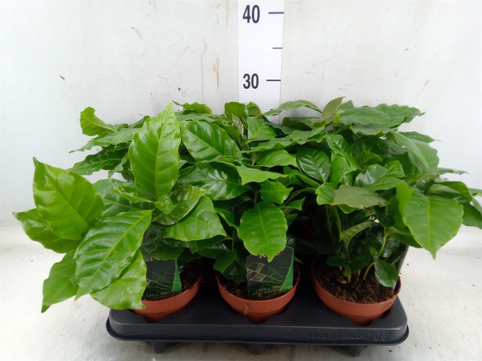 <h4>Coffea arabica</h4>