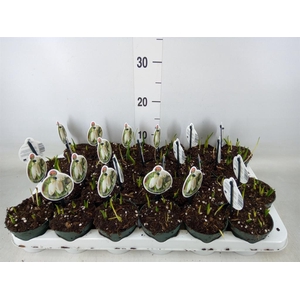 Fritillaria meleagris