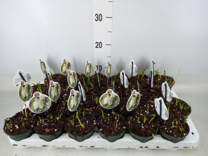 <h4>Fritillaria meleagris</h4>