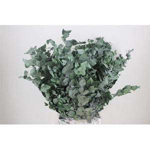 Pres Euca Stuartiana Green Bunch